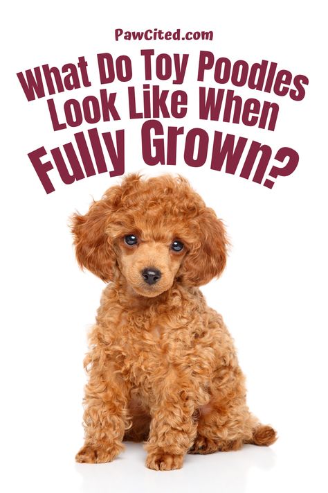 Toy Poodle Grown Up, Apricot Toy Poodle Full Grown, Toy Poodles Full Grown, Toy Poodle Short Haircut, Black Toy Poodle Puppy, Toy Poodle Puppies Haircuts, Toy Poodle Haircut Styles Short, Toy Poodle Haircuts, Toy Poodle Colors