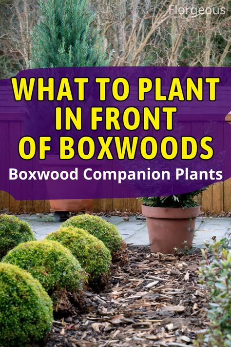 What to Plant in Front of Boxwoods Boxwood Companion Plants, Boxwood Bush, Boxwood Landscaping, Monkey Grass, Front Flower Beds, Box Wood Shrub, Boxwood Garden, Boxwood Plant, Bushes And Shrubs