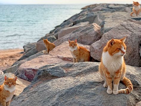 Cat Island Japan, Fly Geyser, Goblin Valley State Park, Red Cats, Rock Background, Cat Island, Kangaroo Island, Strange Places, Sunset Landscape