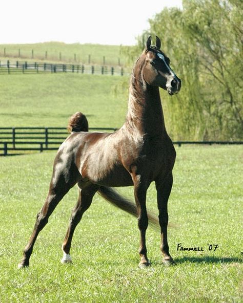 Saddlebred Horses, American Saddlebred Horses, Pinto Horse, American Saddlebred, Sir William, Appaloosa Horses, Majestic Horse, All The Pretty Horses, Horse Crazy