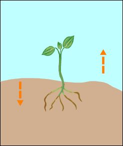 Geotropism is the growth response of a plant in response to gravity. Roots exhibit positive geotropism while stems and leaves exhibit negative geotropism. Pinboard Ideas, Working Model, 7th Grade Science, Cell Wall, Natural Selection, Be Positive, Parts Of A Plant, Plant Roots, Photosynthesis