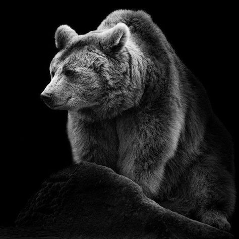 Black Bears Art, Albino Animals, Bear Tattoos, Bear Art, Bear Wallpaper, Grizzly Bear, Animal Planet, Black And White Photographs, Wildlife Art