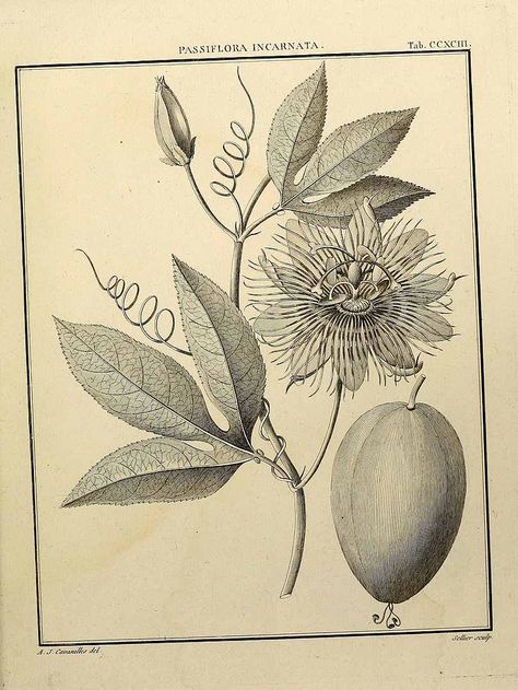 Creating Artwork, Scientific Illustration, Passion Flower, Vintage Botanical, Tattoo Idea, A J, Vol 2, Botanical Art, Flower Drawing