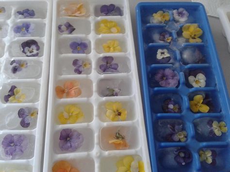 Ice cubes with Ariana's violas that we have been using in our iced teas this summer! Ice Cube Tray, Ice Cubes, Iced Tea, Ice Cube, This Summer, Tray, Tea