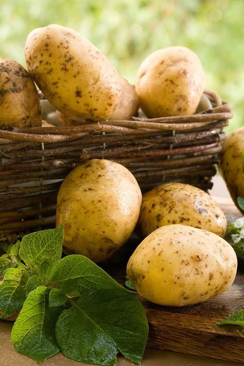 If you love potatoes but don't have room in your garden, why not try growing them in containers instead? We’ll discuss the best options to utilize this tried and true method at home to grow your root crops. Learn how to plant and grow potatoes in pots and planters now on Gardener's Path. #potatoes #gardenerspath Potatoe Plant, Potatoes In Garden, Potato Wallpaper, Potato Aesthetic, Potatoes In Pots, Potato Photography, Grow Foods, Garden Potatoes, Potato Garden