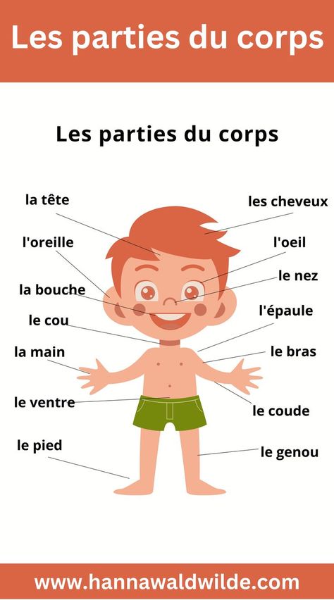 My homepage offers enjoyable French vocabulary exercises that can be utilized for practicing or revising words through the fun activity of solving puzzles. French Worksheets For Kids, French Body Parts, French Language Learning Kids, Body Parts For Kids, Simple English Sentences, French Practice, Preschool Activities Printable, Vocabulary Exercises, Parties Du Corps