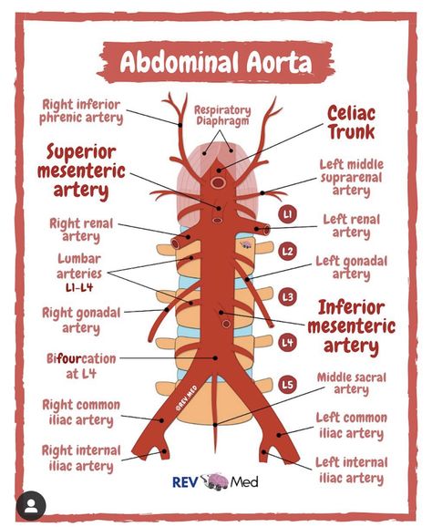 Arteries Anatomy, Anatomy Humor, Anatomy Notes, Anatomy Education, Anatomy Flashcards, Abdominal Aorta, Physical Therapy School, Diagnostic Medical Sonography, Gross Anatomy