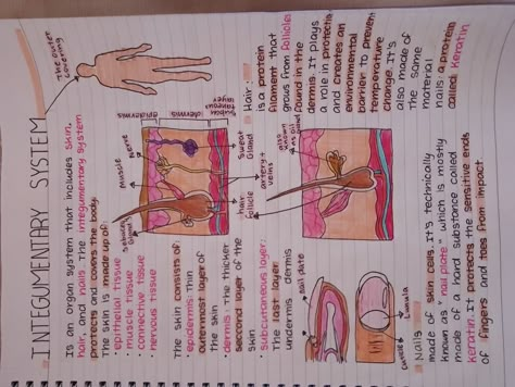 The Integumentary System Notes, Dermatology Study Notes, Anatomy And Physiology Notes Integumentary System, Organ Systems Notes, Body Systems Notes, Integumentary System Anatomy, Integumentary System Notes, Integumentary System Project, Anatomy And Physiology Notes Study