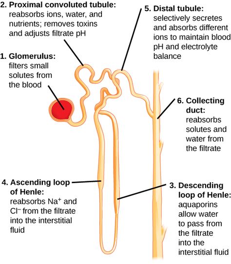 Proximal Convoluted Tubule, Kidney Structure And Function, Nephron Structure And Function, Renal Tubule, Structure Of Nephron, Kidney Filtration, Renal Physiology, Renal System, Loop Of Henle