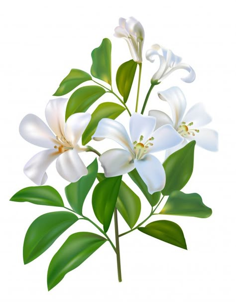 Sampaguita jusmine white flower and green leaves Premium Vector | Premium Vector #Freepik #vector # # # # Sampaguita Plant, Sampaguita Aesthetic, Sampaguita Flower Philippines, Sampaguita Flower Tattoo Philippines, Sampaguita Drawing, Flower Matching Tattoos, Sagisag Ng Pilipinas, Clover Flower Tattoo, Sampaguita Tattoo