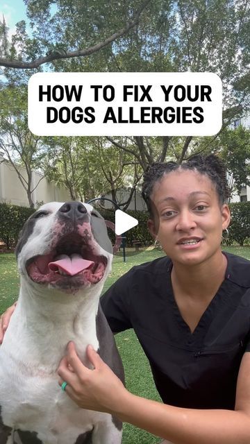 Allergy Remedies For Dogs, Natural Remedies For Dog Allergies, Dog Allergy Remedies, Allergy Relief For Dogs, Dog Allergies Remedies, Environmental Allergies, Allergies Remedies, Itch Relief Skin, Bad Allergies