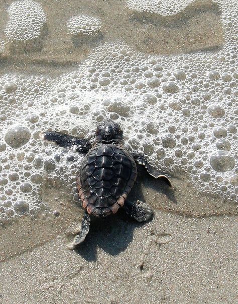 Sea Turtle Nest, Sea Turtle Pictures, Beachy Art, Baby Sea Turtles, Baby Sea Turtle, Marine Sea, Tiny Turtle, Tortoise Turtle, Green Sea Turtle