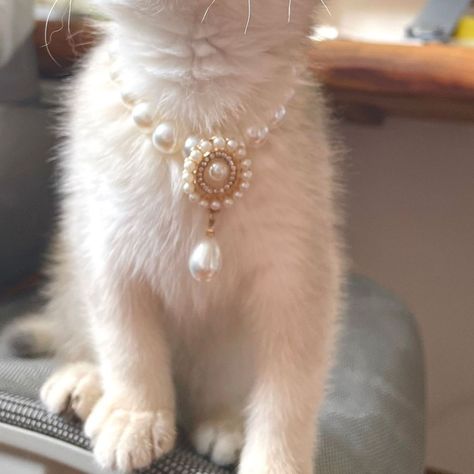 Faux Pearl Necklace For Dogs/Cats Size M ( 25 Cm + 5 Cm) Pretty Cat Collars, Diamond Cat Collar, Cute Kitten Collars, Cat Pearl Collar, Luxury Cat Collar, Aesthetic Cat Stuff, Cat With Necklace, Cute Cat Accessories, Outfits For Cats