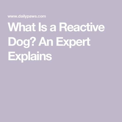 What Is a Reactive Dog? An Expert Explains Reactive Dog Training, Reactive Dog, Feeling Trapped, Older Dogs, Positive Emotions, Animal Hospital, How To Train, Dog Show, Negative Emotions