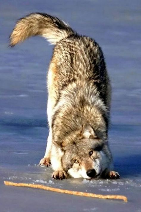 Playful wolf Wolf Love, Wild Wolf, Wolf Pictures, Beautiful Wolves, Wolf Spirit, Wild Dogs, Wolf Dog, A Wolf, Lynx