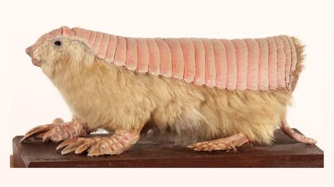 Pink Fairy Armadillo, Fairy Armadillo, Wild Kingdom, Pink Fairy, Nocturnal Animals, Unusual Animals, Rare Animals, Movie Monsters, Weird Animals