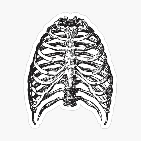 Get my art printed on awesome products. Support me at Redbubble #RBandME: https://www.redbubble.com/i/sticker/Skeleton-Halloween-Rib-Cage-Scary-Costume-Shirts-Stickers-by-rbaaronmattie/56097620.JCQM3?asc=u Human Ribs, Human Rib Cage, Skeleton Sticker, Human Bones, Human Skeleton, Scary Costumes, Heart Stickers, Anatomy Art, Purple Heart