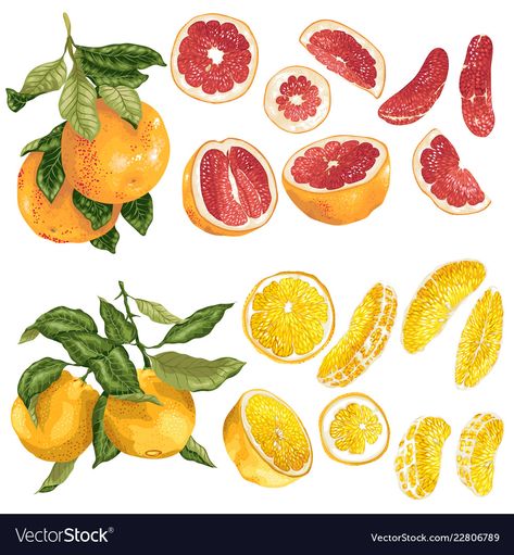 Grapefruit Botanical Illustration, Grapefruit Tree Tattoo, Fruits Reference, Grapefruit Drawing, Grapefruit Tattoo, Grapefruit Illustration, Ingredient Illustration, Grapefruit Art, Senior Cords