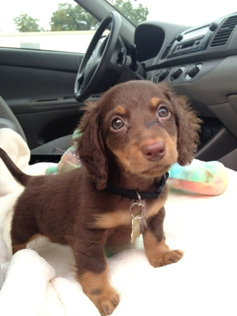 Mini doxie Mini Long Haired Dachshund Puppies, Long Haired Doxie, Mini Doxie Puppies, Fluffy Dashound Puppy, Fluffy Wiener Dog, Long Hair Dashunds, Fluffy Dachshund, Mini Daschund Long Haired, Mini Dog