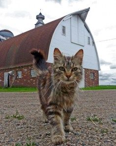 Barn Cat, Barn Pictures, Farm Family, Country Strong, Dog Club, Raw Foods, Kinds Of Cats, Cat Photos, Country Scenes