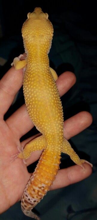 Leopard gecko: Just can't get enough of Cheddar, sunglow bell albino male Leopard Gecko, Gecko, Animals