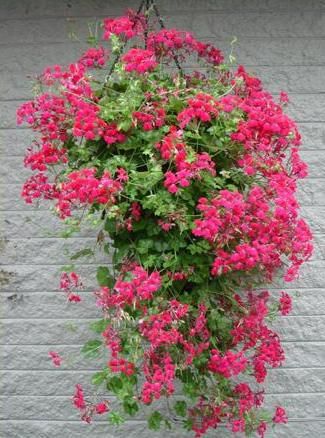 Ivy geranium. Likes morning sun or bright shade. Geranium Planters, Growing Geraniums, Geraniums Garden, Front Porch Plants, Ivy Geraniums, Full Sun Flowers, Geranium Plant, Porch Plants, Hanging Flower Baskets