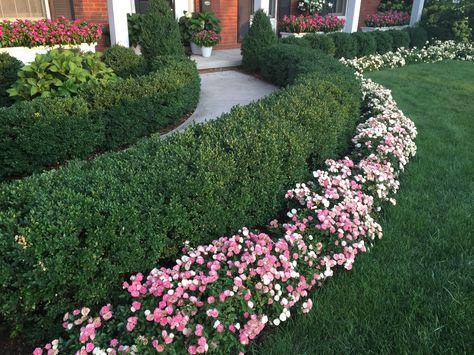 Green ice mini roses and boxwood hedge Hedge Under Window, Boxwoods And Roses, Boxwood Hedge Front Yard, Roses And Boxwood, Rectory House, Hoa Ideas, Front Yard Hedges, Hedge Ideas, Hedges Landscaping