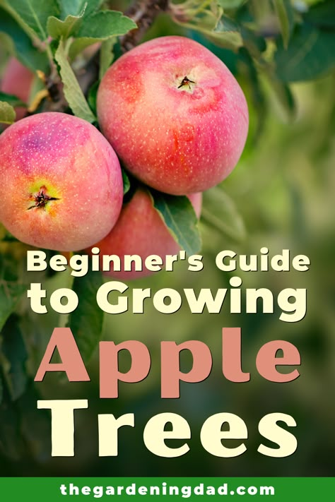 Growing An Apple Orchard, How To Grow Apple Tree From Seed, How To Grow Trees From Seeds, Where To Plant Apple Trees, Growing Apple Trees From Seed, How To Grow An Apple Tree, How To Plant Apple Trees, How To Grow Fruit Trees, Apple Tree Planting