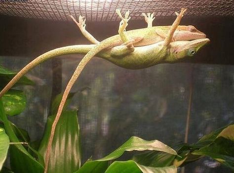 Male lizard holding up his girlfriend so she can sleep. Overly Attached Girlfriend, Funny P, Earth Pictures, Memes Humor, Take A Nap, Relationship Goals, Funny Animals, Funny Jokes, Fun Facts