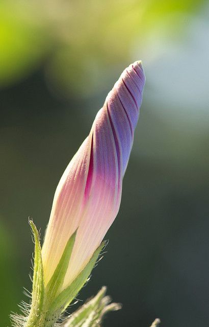 Morning Glory Flowers, Bokeh Photography, Morning Glories, Have Inspiration, Unusual Flowers, Flower Bud, Pretty Stuff, Morning Glory, Exotic Flowers