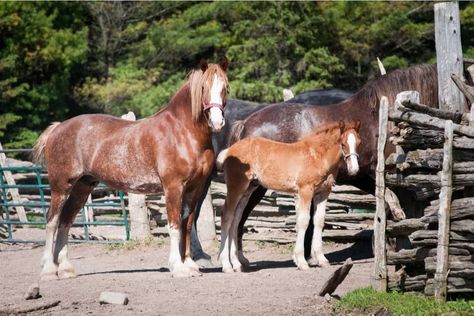 Rotational Grazing Horses, Belgium Draft Horse, Draft Horse Rescue, Horses Farm, Ranch Horses Working, Vladimir Heavy Draft Horse, Draft Horse Breeds, Belgian Draft Horse, Pull Wagon