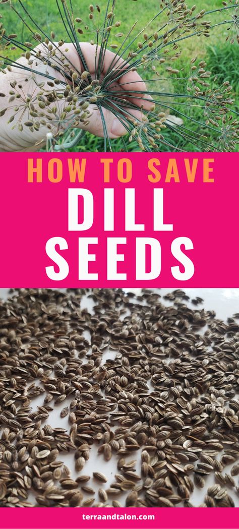 A super simple method for harvesting dill seeds so you can grow even more delicious herbs next year. Harvesting Dill, Dill Plant, How To Grow Dill, Dill Seeds, Garden Hack, Gripe Water, Preserving Herbs, Simple Garden, Drying Dill