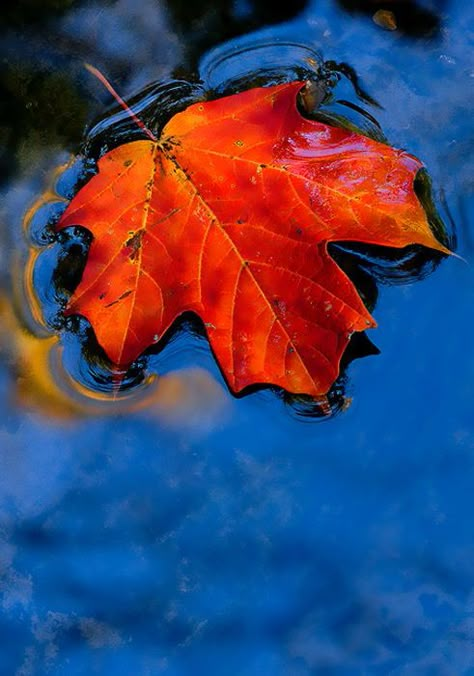 Paintings | Maple Leaf Art” « Madison Indiana Photography Fabulous Fall, Autumn Beauty, Leaf Art, Persimmon, Pics Art, In Water, Nature Beauty, Maple Leaf, Beautiful World