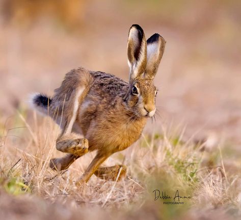 Rabbit Running, Running Rabbit, Running Rabbit Drawing, Hare Photos, Rabbit Reference Photo, Hare Jumping, Jack Rabbit Running, Jack Rabbit Photography, Hare Running