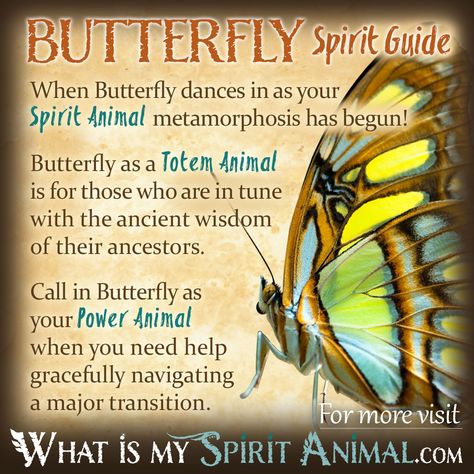 Butterfly Symbolism & Meaning | Spirit, Totem & Power Animal What Is My Spirit Animal, Butterfly Spirit Animal, Animal Totem Spirit Guides, Butterfly Symbolism, Butterfly Meaning, Spirit Animal Meaning, Animal Meanings, Spirit Animal Totem, Animal Spirit Guide