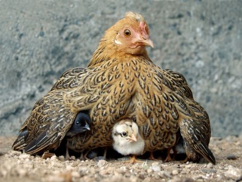 Air Image, Beautiful Chickens, Keeping Chickens, Chickens And Roosters, Chicken Breeds, Hens And Chicks, Pet Chickens, Raising Chickens, Chickens Backyard