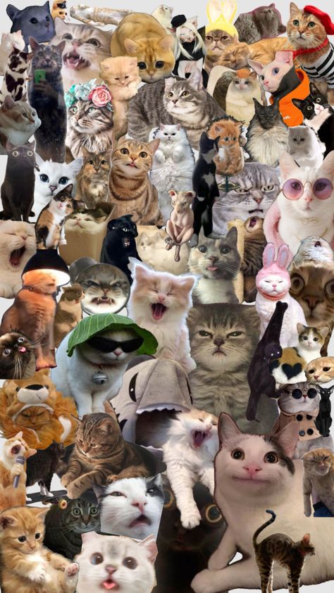 Silly Cat Wallpaper Iphone, Meme Wallpaper Iphone Cat, Silly Cats Wallpaper, Cute Cat Laptop Wallpaper, Cat 3d Wallpaper, Wallpaper Backgrounds Cats, Aesthetic Cat Wallpaper Iphone, 3d Wallpaper Cat, Funny Cat Wallpaper Aesthetic