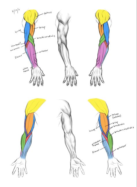 Arm Muscles Anatomy Women, Women Arm Anatomy, Anatomy Arms Reference, Arm Muscles Anatomy Reference, Arm Muscles Drawing, Arm Muscle Groups, Arm Muscle Reference, Male Arm Anatomy, Arm Anatomy Reference