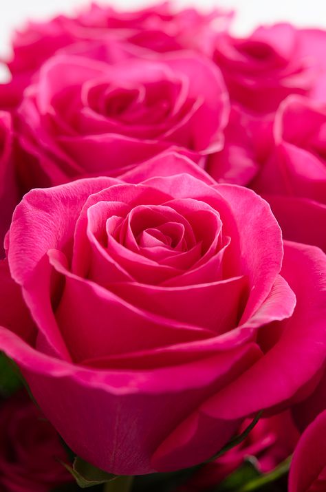 Add a punch of color in those spring pastels with Pink Floyd! #Royal #Flowers #hot #pink Pink Floyd Rose, Royal Flowers, Bright Pink Flowers, Love Rose Flower, Fresh Cut Roses, Birthday Wishes Flowers, Wholesale Roses, Rose Flower Wallpaper, Hot Pink Flowers