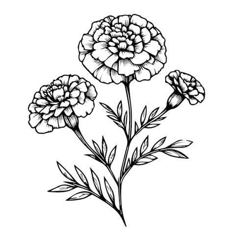 Marigold Tattoo Linework, Marigold Stencil Tattoo, Marigold Flowers Tattoo, Marigold Outline Tattoo, Marigold Tattoo Black And White, Marigold Flower Drawing, Marigold Drawing, Marigold Flower Tattoo, Ink Tattoo Ideas