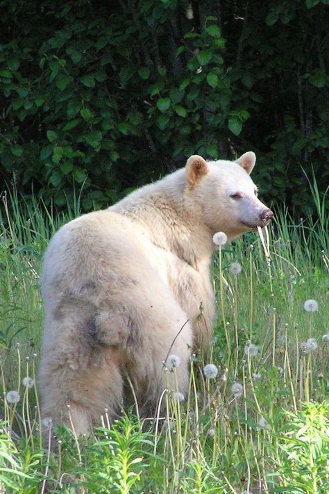 Kermode Bear, Spirit Bear, Animals Amazing, Bear Photos, Love Bear, Bear Art, Large Animals, Zoo Animals, Cute Bears