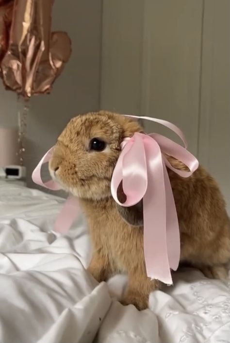 Bunny Coquette, Aesthetic Bunny, Coquette Ribbon, Pet Bunny Rabbits, Mini Lop, Bunny Mom, Cute Bunny Pictures, Cute Small Animals