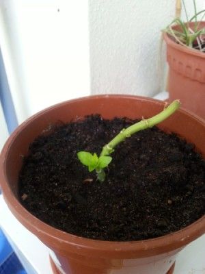 Growing Hydrangea from Seed? | ThriftyFun When To Plant Hydrangeas, Propagating Hydrangeas, Hydrangea Seeds, Growing Hydrangeas, Hydrangea Garden, Planting Hydrangeas, Sun Plants, Cold Frame, Growing Seeds