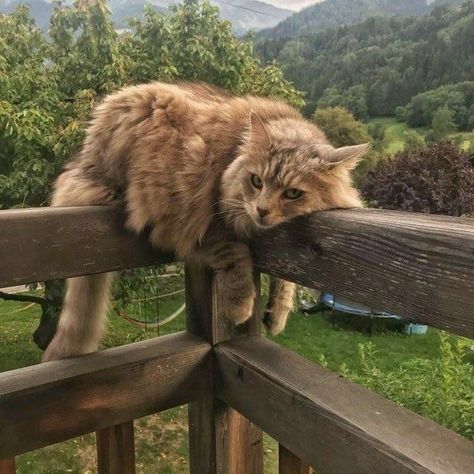 Cottage Core Cat, Cottagecore Cat, Brown Cats, Aesthetic Cottagecore, Brown Cat, Cat Aesthetic, Silly Cats, Warrior Cats, Pretty Cats