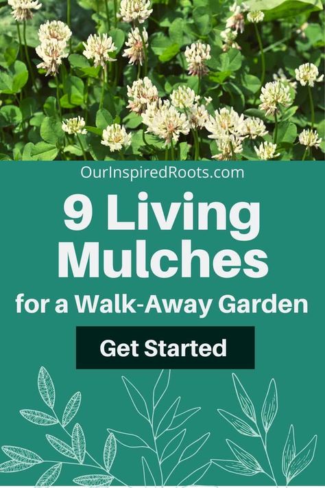 Mulch Plants, Living Mulch, Mulch Alternatives, Mulch Around Trees, Garden Mulch, Types Of Mulch, Perennial Bulbs, White Clover, Benefits Of Gardening