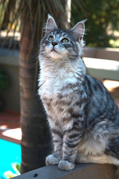 Silver Spotted Tabby, Best Cat Litter, Pro Plan, Warrior Cat Drawings, Purina Pro Plan, Warrior Cats Art, Gorgeous Cats, Cat Pose, Pretty Animals