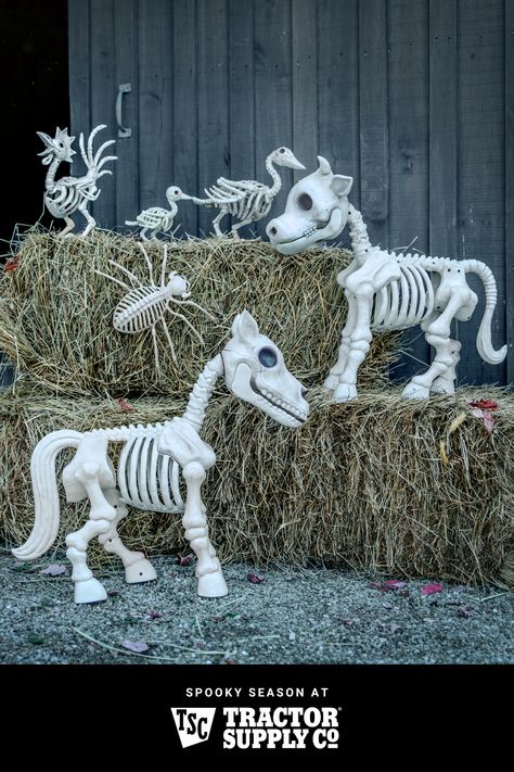 Image of animal skeleton decor Cow Skeleton, Outdoor Skeleton, Halloween Tiktok, Strašidelný Halloween, Red Shed, Dekorasi Halloween, Uhyggelig Halloween, Halloween Skeleton Decorations, Halloween Fest