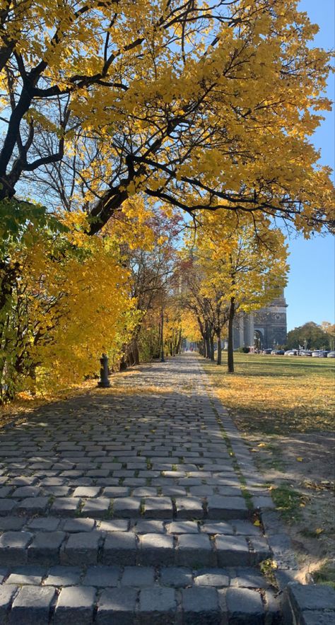 #yellow #trees #nature #aesthetic #autumn #yellowtree #travel #hunagry Yellow Tree Aesthetic, Pokemon Regions, Yellow Tree, Aesthetic Autumn, Trees Nature, Yellow Aesthetic, Nature Aesthetic, Pokemon, Trees