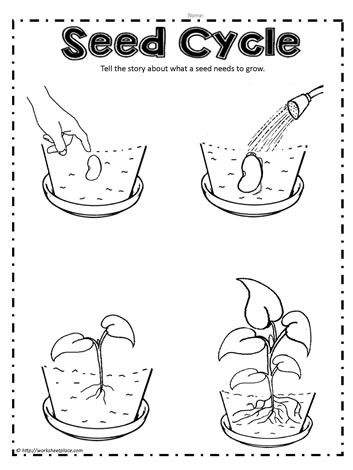 Plant Worksheet, Plant Life Cycle Worksheet, Plants Worksheets, Seed Cycling, Education Science, Plant Life Cycle, Science Articles, Science Worksheets, Parts Of A Plant