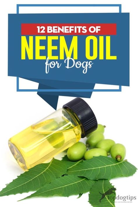 Neem Oil For Dogs, Neem Oil Recipes, Benefits Of Neem Oil, Neem Oil Soap, Benefits Of Neem, Neem Tree, Neem Soap, Essential Oils Dogs, Oils For Dogs